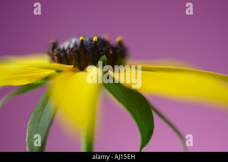 Rudbeckia fulgida var. sullivantii 'Goldsturm' Banque D'Images