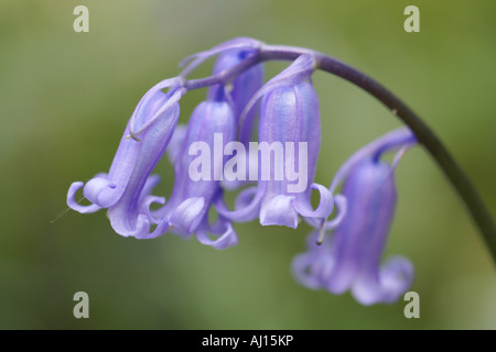 Close up of bluebells Banque D'Images