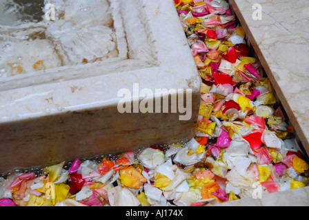 Des pétales de rose saupoudré sur la surface d'une fontaine, Marrakech, Maroc. Banque D'Images