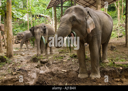 Les éléphants au Tat Sae cascade resort près de Luang Prabang au Laos Banque D'Images