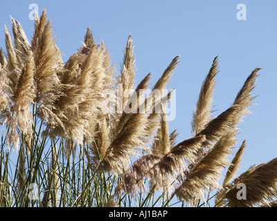 Cortaderia selloana herbe de la pampa, Banque D'Images