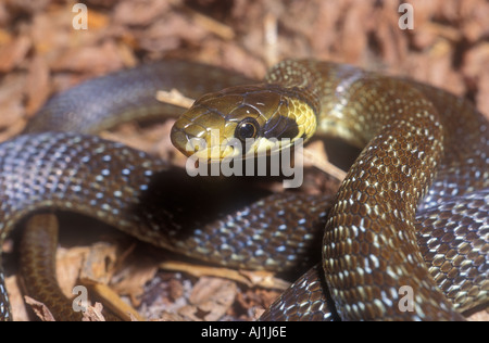 Aesculapian snake Zamenis longissimus, anciennement Elaphe longissima, Europe Banque D'Images