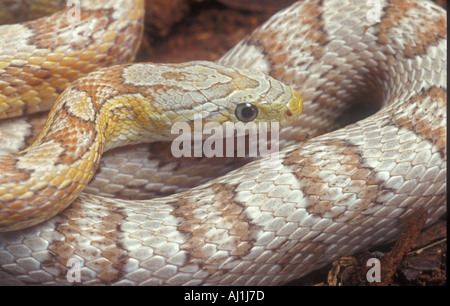 Serpent de maïs Pantherophis guttata ghost forme albinos Banque D'Images