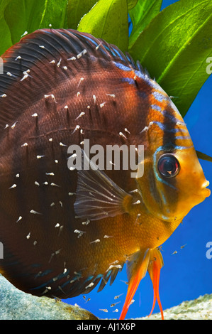 Pompadour diskus rouge brun femme SANTAREM DISCUS Cichlidés poissons avec bébé bébés sur sa peau fraient Banque D'Images