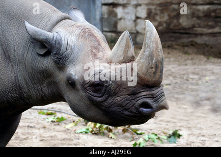 Portrait du chef du rhinocéros noir, Masai Mara, Kenya. Banque D'Images