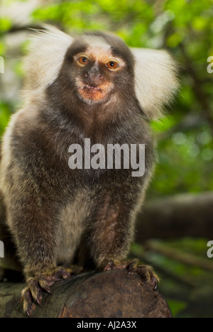 Hibou en coton blanc ouistiti ouistiti commun de touffes de cheveux autour des oreilles Callithrix jacchus siéger assis Nouveau Monde monkey Brésil Banque D'Images