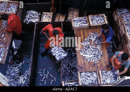 En caisses de poisson pack pêcheurs à bord de leur chalutier Espagne Banque D'Images