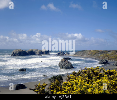 Vue sur l'océan Pacifique à partir de Bandon, dans le sud de l'Oregon avec l'ajonc fleurit en premier plan Banque D'Images