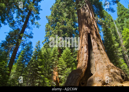 Arbre séquoia redwood, Sequoia National Park Banque D'Images