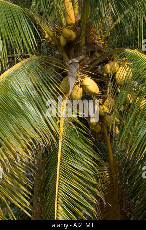 Un cocotier sur Little Whale Cay Banque D'Images