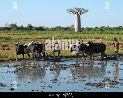 Les agriculteurs utilisant une tine tirées par des bœufs pour préparer une rizière. Le baobab dans l'arrière-plan est Adansonia grandidieri Banque D'Images