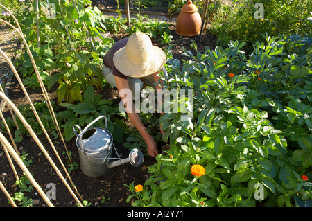 Modèle femme désherbage parution dans un jardin potager Dorset England UK Banque D'Images