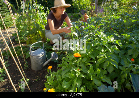 Modèle femme désherbage parution dans un jardin potager Dorset England UK Banque D'Images