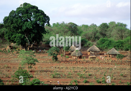 Une vue d'un champ de cultures de crevettes, en raison des conditions de sécheresse, dans un village près de Siphofaneni, eSwatini (Swaziland) Banque D'Images