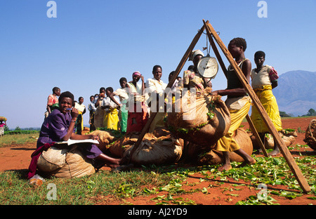 La file de travailleurs dans le domaine de peser leurs sacs de thé pris sur une grande plantation de thé. Malawi Banque D'Images