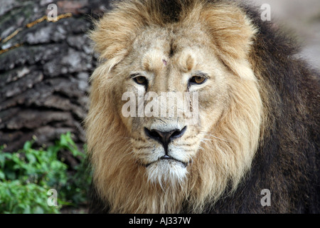 Portrait of a male lion (Panthera leo) vu dans Govenors Camp, dans le Massai Mara, Kenya Banque D'Images