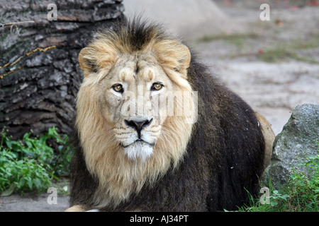 Portrait of a male lion (Panthera leo) vu dans Govenors Camp, dans le Massai Mara, Kenya Banque D'Images