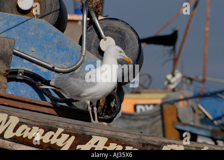 Un Goéland argenté Larus argentatus attend J'espère que sur un bateau de pêche Hastings Sussex UK 28 Juillet 2006 Banque D'Images