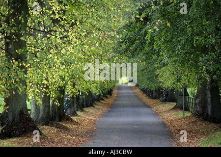 Une longue ligne droite à travers les arbres d'automne route de campagne dans le Gloucestershire, Royaume-Uni Banque D'Images