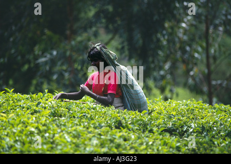 Un Tamoul Woman picking plateau sur une grande plantation de thé près de Kandy, Sri Lanka. Banque D'Images