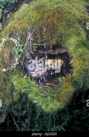 Les champignons et les mousses poussant sur une chute d'un arbre mort dans une forêt dans les Yungas dans le nord de l'Argentine Banque D'Images