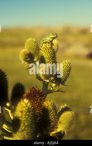 Grenouille verte Hyla pulchela endémique de Cordoue mountain grasslands dans le centre de l'Argentine Banque D'Images
