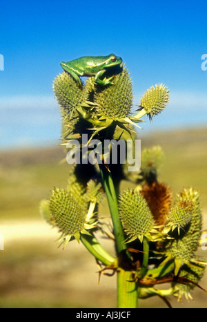 Grenouille endémique et Hyla pulchela mimétique de Cordoba en Argentine centrale des prairies de montagne Banque D'Images