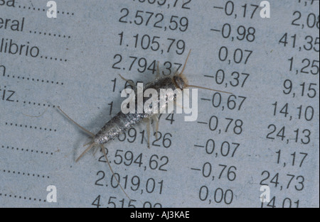 Lepisma saccharina insectes primitifs sur journal Banque D'Images