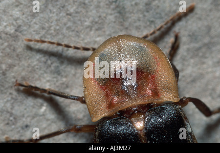 Homme Lampyris noctiluca glow worm vue dorsale européenne Banque D'Images