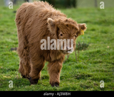 Un veau Highland que quelques semaines Banque D'Images