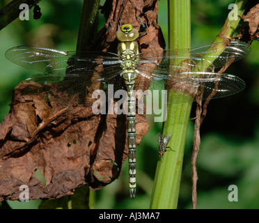 Aeshnid libellules de close up montrant l'ensemble reposant sur des insectes végétation sèche Banque D'Images