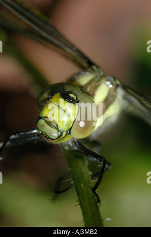 Aeshnid libellules de close up se concentrant sur les yeux composés Banque D'Images