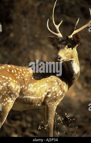 Chital Cerf Cerf Axis axis Bandhavgarh Parc National de l'Inde Banque D'Images