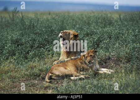 Les Lions d'Afrique de l'Est en période de reproduction Banque D'Images