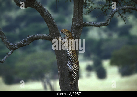 Leopard en arbre Banque D'Images