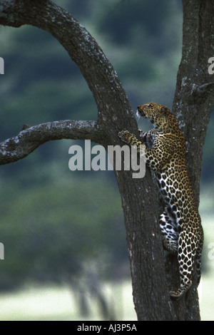 Leopard en arbre Banque D'Images