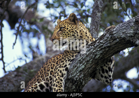 Leopard en arbre Banque D'Images