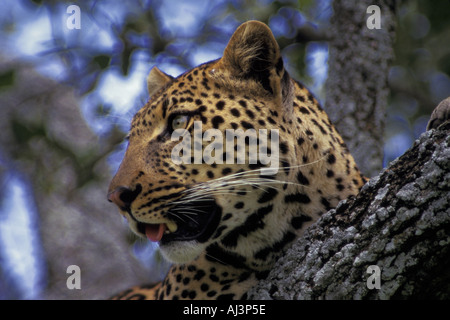 Leopard en arbre Banque D'Images