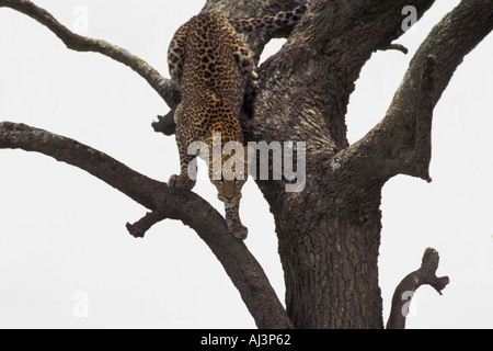 Leopard en arbre Banque D'Images