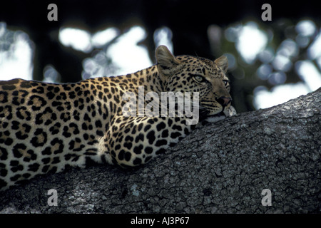 Leopard en arbre Banque D'Images