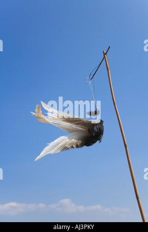 Feather priant pour la bonne chance, Kengtung, Myanmar Banque D'Images
