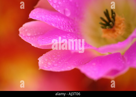 Echinocereus sp Banque D'Images