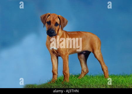 Le Rhodesian Ridgeback chiot 3 mois Banque D'Images