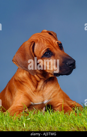 Le Rhodesian Ridgeback chiot 3 mois Banque D'Images