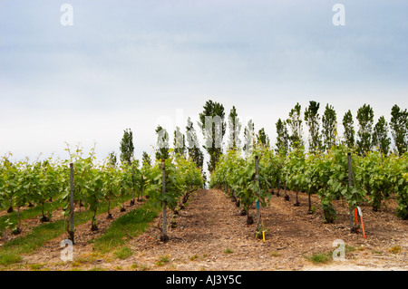 Expérimenter avec les herbicides chimiques vers la droite où il y a maintenant de l'herbe ou de mauvaises herbes entre les rangs et aucun herbicide à gauche où il y a de plus en plus d'herbe dans la vigne du CIVC à Plumecoq près de Chouilly dans la Côte des Blancs Il est utilisé pour l'essai du traitement du sol traitements vigne clones la pulvérisation, Champagne, Marne, Ardennes, France Banque D'Images