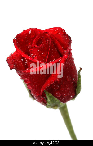 Rose rouge avec des gouttelettes d'eau Banque D'Images