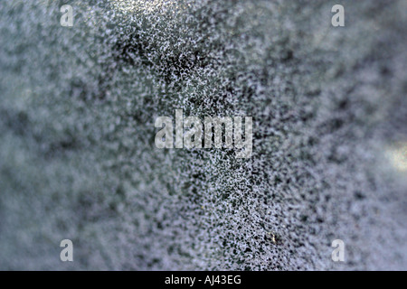 Close up de l'écriture graffiti tag travail de peinture sur un mur texturé Banque D'Images