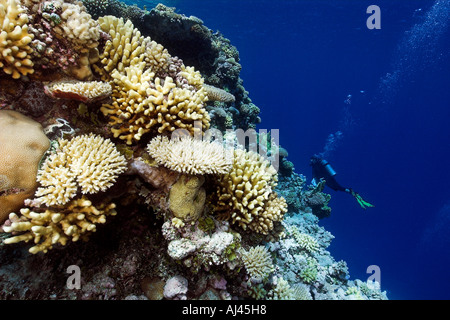 Scuba Diver explore les récifs coralliens vierges principalement Acropora spp Ailuk atoll du Pacifique Îles Marshall Banque D'Images