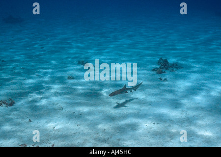 Requin nourrice fauve Nebrius ferrugineus planant au-dessus de l'atoll d'Ailuk télévision sable Pacifique Îles Marshall Banque D'Images