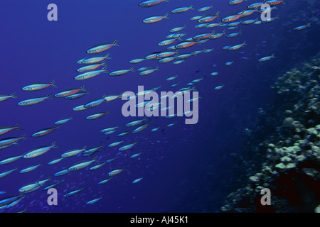 Fusiliers Pterocaesio tile Bluestreak scolarisation plus de drop off atoll Ailuk Pacifique Îles Marshall Banque D'Images